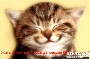 фотография: Смешные жизненные истории и фото про кошек фото: Смешные жизненные истории и фото про кошек