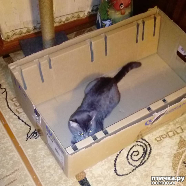 ���� 60: ��� �������� � ��� �����