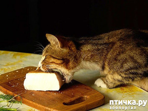 ����: ������� �����