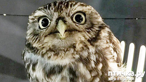 ����: ���-�� ������� ����� ���!