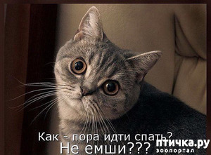 ����: ������� �����