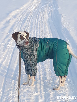 ����: ����� �� �������� ����)))