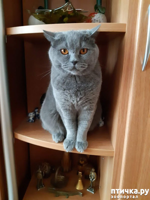 ����: �������