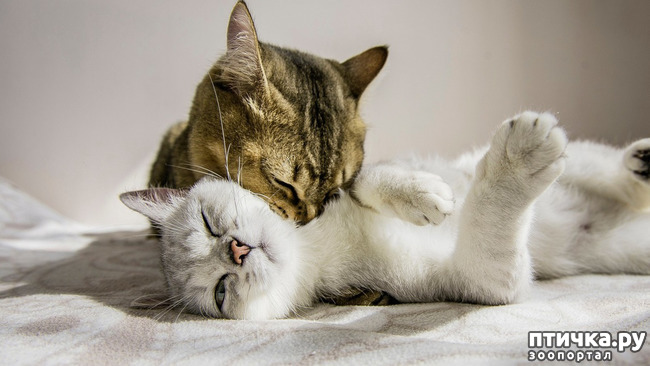 ���� 11: ��� ������� ���������� �� ����� ��� ������� ����� �������� �����