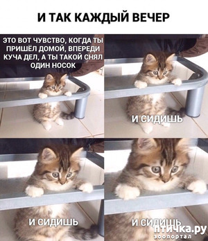 ����: ��������