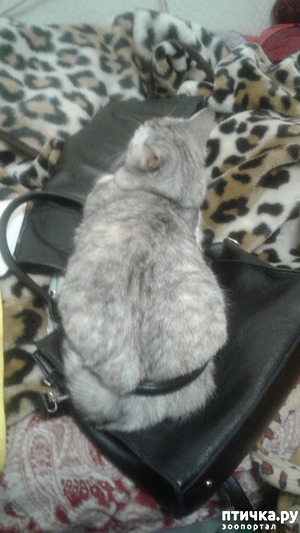 ����: ��������, ��� ��� ����!