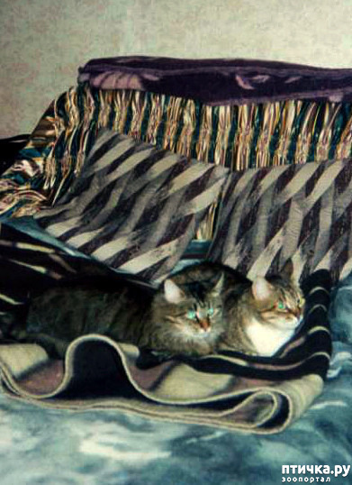 ���� 2: ������ �������