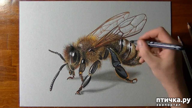 ���� 3: �������� �������, ����������� �����������