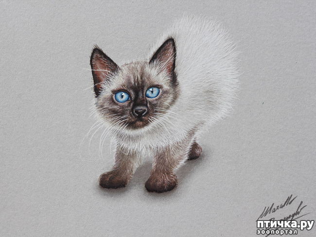 ���� 5: �������� �������, ����������� �����������