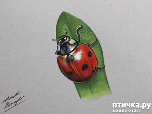 ����: �������� �������, ����������� �����������