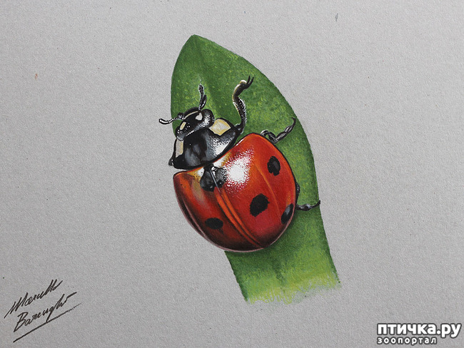 ���� 1: �������� �������, ����������� �����������