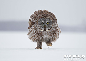 ����: ������� ���