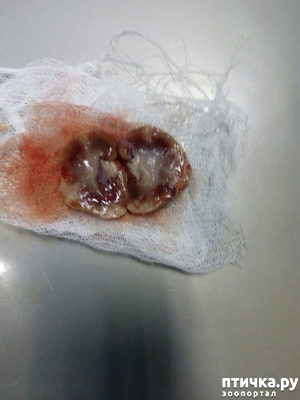 ����: ������ �����: ��������, �����������, �������, ������������.