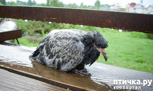 ����: �������