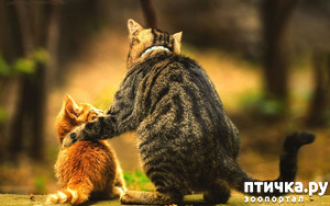 ����: ������ � �������� �������