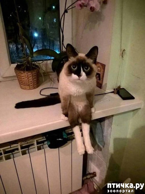 фотография: Знаешь, у меня к тебе есть серьезнейший разговори! Лучше присядь..? фото: Знаешь, у меня к тебе есть серьезнейший разговори! Лучше присядь..?