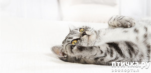 фотография: Целесообразно ли проводить стерилизацию у кошек? фото: Целесообразно ли проводить стерилизацию у кошек?