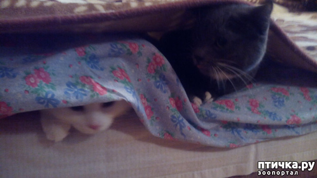 ���� 2: ���������������