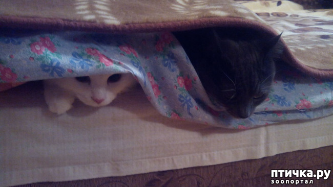 ���� 3: ���������������