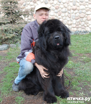 фотография: ГИГАНТЫ "ИЗ ЗАМКА МЕЛВИН".. фото: ГИГАНТЫ "ИЗ ЗАМКА МЕЛВИН"..