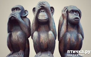 фотография: Ничего не вижу, ничего не слышу, ничего никому не скажу. фото: Ничего не вижу, ничего не слышу, ничего никому не скажу.