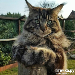 ����: ��� �� ������� ��� ��������� (������� � ����������� ���������)