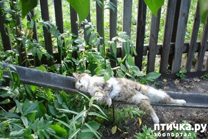 фотография: Ох и не легкая эта работа, быть дачником!? фото: Ох и не легкая эта работа, быть дачником!?