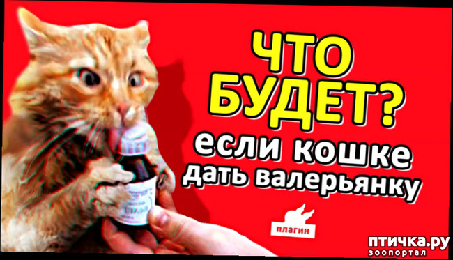 ���� 2: ��� ����� ������ � ��� ����� �����?