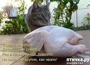 фотография: Немного юмора фото: Немного юмора