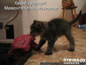фотография: Веселые истории и фото про кошек фото: Веселые истории и фото про кошек