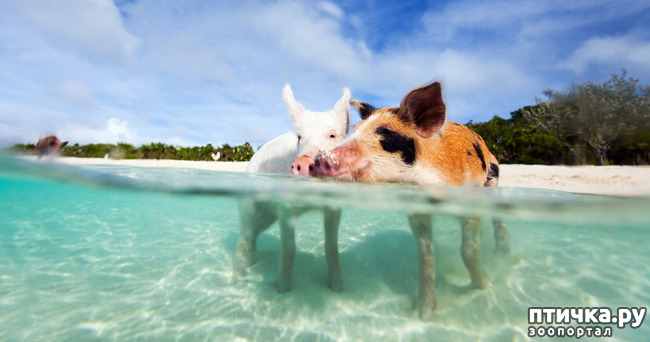 ���� 3: ��������� ��������.