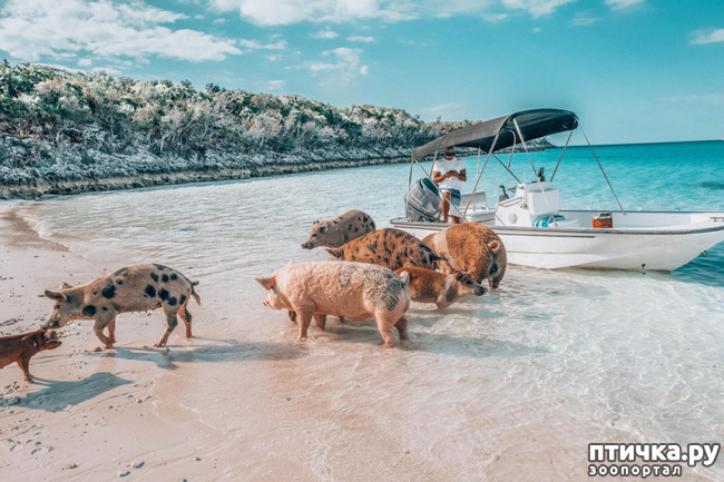 ���� 7: ��������� ��������.