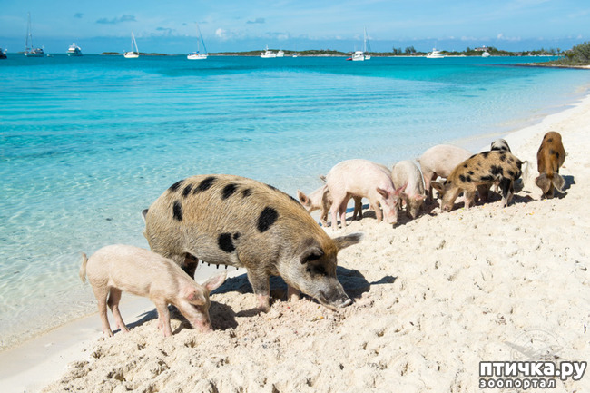 ���� 8: ��������� ��������.