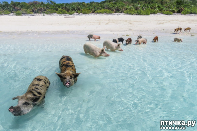 ���� 9: ��������� ��������.