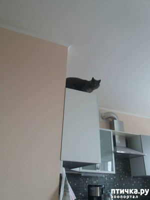 ����: ������� ��������