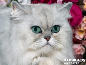 ����: ������