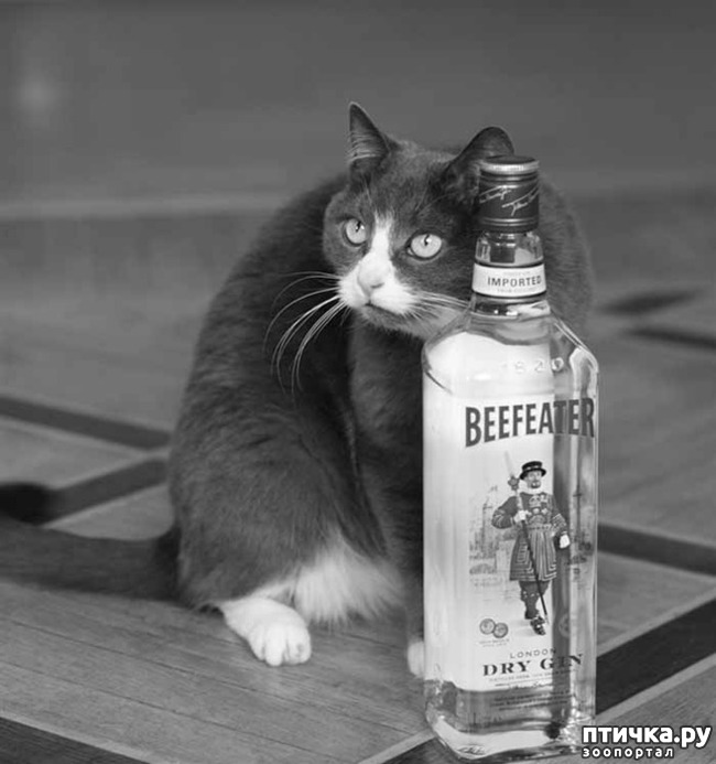 ���� 8: 23 ������� - ������� ���� ���������