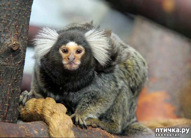 ���� 2: ������� �����������