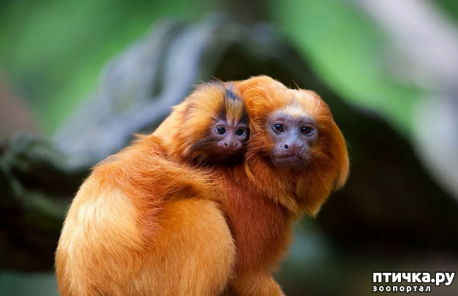 ���� 3: ������� �����������