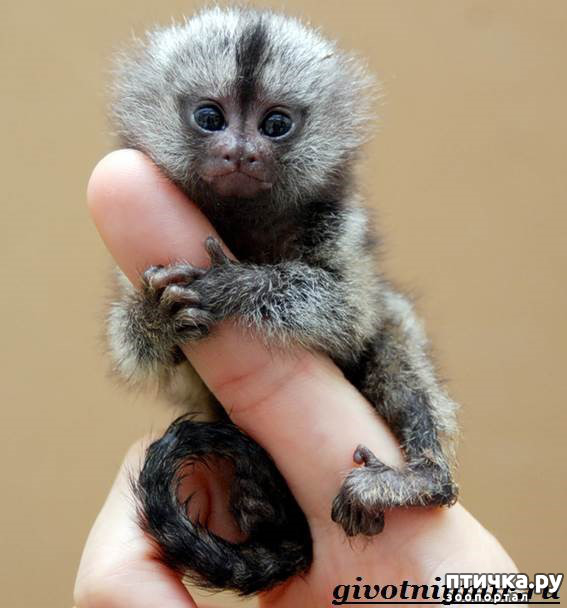 ���� 4: ������� �����������