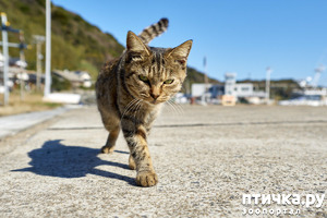 ����: ������� ����� ���� ������, ��� �����-���������