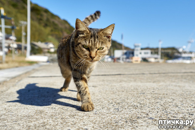 ���� 1: ������� ����� ���� ������, ��� �����-���������