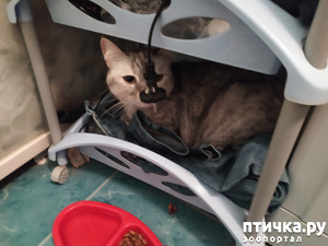 ����: ���������.