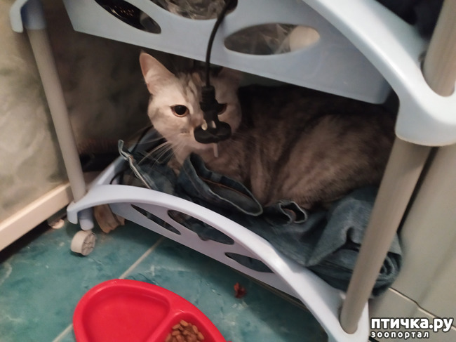 ���� 1: ���������.