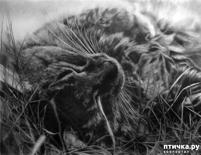 ���� 4: ������ �������-�������� ���� �����.