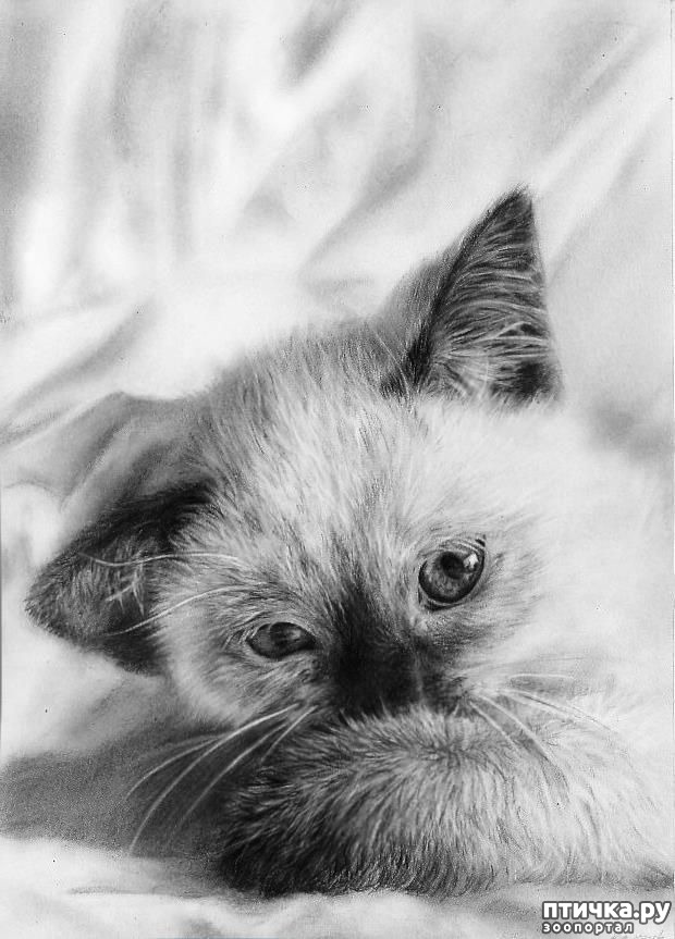 ���� 6: ������ �������-�������� ���� �����.