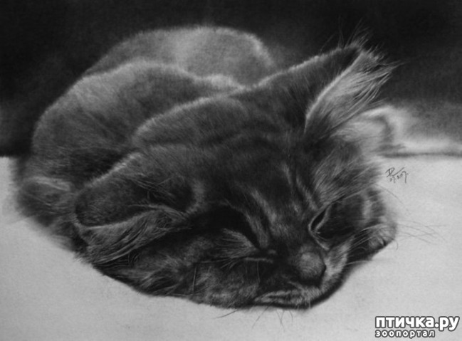 ���� 11: ������ �������-�������� ���� �����.