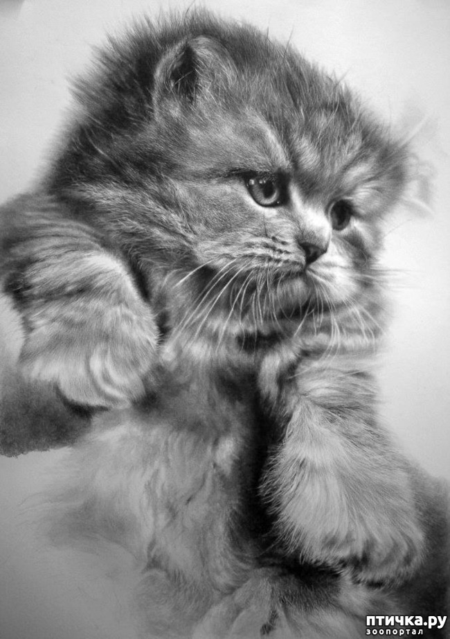 ���� 22: ������ �������-�������� ���� �����.