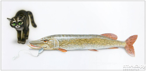 ���� 13: ����� ���� ����� � ���� ��������������.