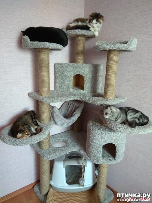 ���� 1: ����-���, ����-���. � ������ ������ ���)))